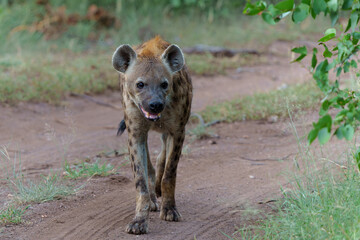 Wall Mural - spotted hyena (crocuta crocuta) was stealing and eating from the carcass in mashatu game reserve in 