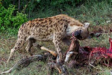 Wall Mural - spotted hyena (crocuta crocuta) was stealing and eating from the carcass in mashatu game reserve in 