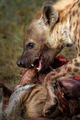 Wall Mural - spotted hyena (crocuta crocuta) was stealing and eating from the carcass in mashatu game reserve in 