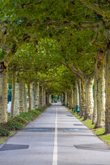  Tree-lined avenue with green canopy in summer