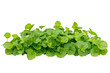 © Syed - Aromatic Mint Leaves isolated on transparent background