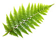 © MdMohiuddin - Vibrant Green Fern Frond Isolated leaf isolated on a transparent background