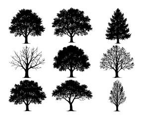 A set of tree silhouettes are shown in various stages of growth. The trees are all black and white. Vector. Silhouette illustration.