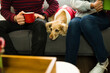 © AntonioDiaz - Closeup of a couple relaxing on sofa with dog wearing christmas costume