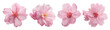 © Kanlayarawit - Set of beautiful Cherry blossom, Sakura flowers in pink color tone isolated on transparent background.