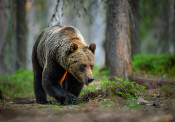 Wall Mural - Wild brown bear ( Ursus arctos )