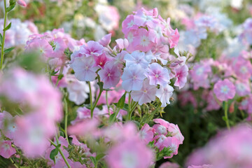Wall Mural - Pale pink Phlox drummondii grandiflora, or annual phlox, in flower.