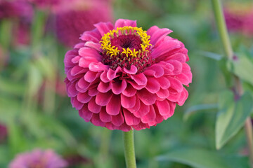 Wall Mural - Pink, yellow and lime green Zinnia elegans, or common zinnia ‘Queen Lime Red’ in flower.