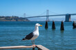 Seagull resting on a wooden railing with Oakland Bay Bridge behind