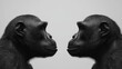© Peter@studio5 - Two gorillas face each other, showcasing a striking black-and-white contrast in a minimalist setting, emphasizing their expressions and features.