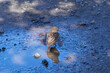 © Anatoliy - A cute little sparrow bathes in a puddle of water.