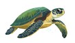 © Jakimen - Illustration of a sea turtle swimming