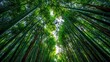 © Sampao - Lush Green Bamboo Forest with Tall Stems Reaching Towards a Bright Sky and Sunlight Filtering Through Leaves