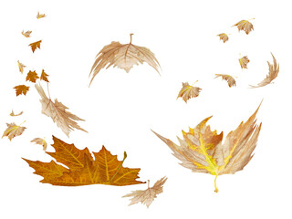 Wall Mural - leaf leaves autumn falling - 3d rendering