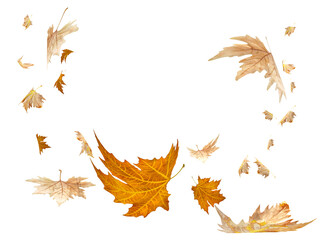 Wall Mural - leaf leaves autumn falling - 3d rendering