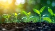 © Yuli1726 - agricultural technology futuristic and innovation background. Young plants or growing seeds