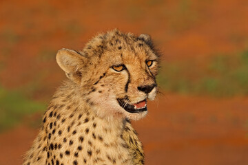 Wall Mural - Portrait of an alert cheetah (Acinonyx jubatus) after feeding, Madikwe game reserve, South Africa