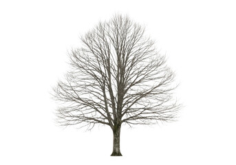 A tall bare deciduous tree with intricate branches isolated on transparent background