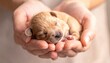 © adobe - A tiny newborn puppy rests peacefully cradled gently in cupped hands, showcasing the tender care and protection provided.