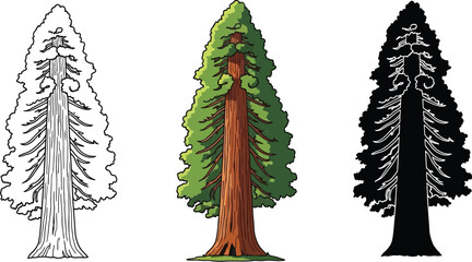 Sequoia tree in outline, color, and silhouette illustration