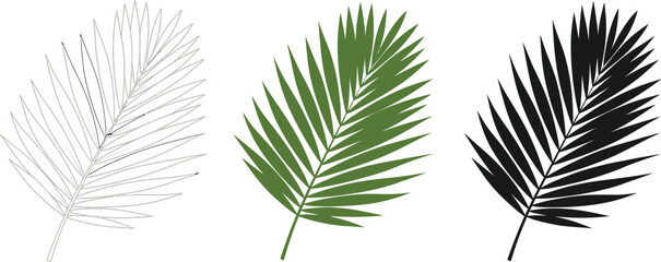Palm leaf in outline, color, and silhouette illustration