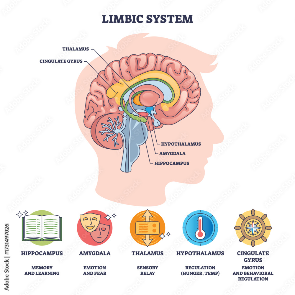 Limbic System Diagram Shows Brain Outline With Hippocampus Amygdala Limbic System Diagram Shows Brain Outline With Hippocampus Amygdala