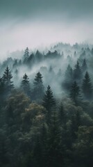 Wall Mural - Aesthetic forest photo outdoors woodland nature.