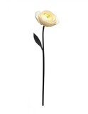 Cream-colored ranunculus bloom on a long, dark stem against white background
