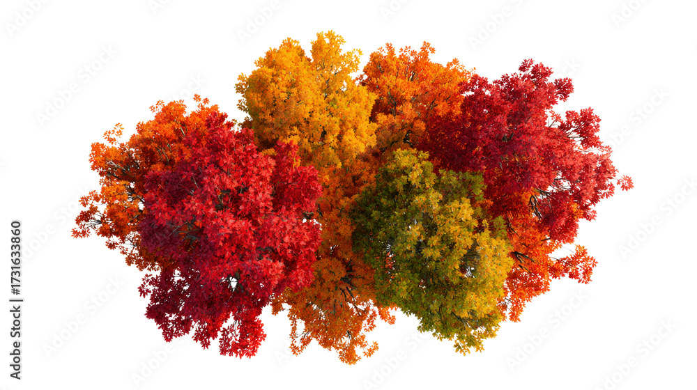 cluster of autumn trees with vivid fall colors top view isolated on a ...
