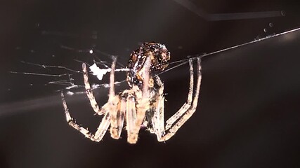 Spider With its prey on a Web in Close Up. Spiders use a diverse range of hunting tactics, from intricate webs to active pursuit, to capture prey. Spiders are predators that use venom to subdue prey.