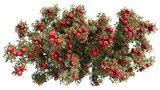 top view of apple tree with bright red apples isolated on a Transparent background, PNG file.
