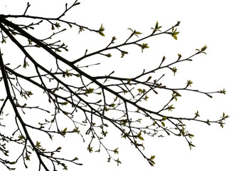 Close-up macro view of bare tree branches with tiny buds isolated on transparent background
