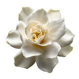 Pristine white gardenia blossom revealing png