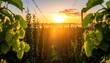 © erwin - Hop field at sunrise