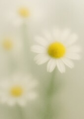 Wall Mural - Soft focus daisy floral elegance.