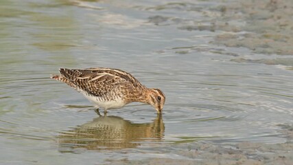 Wall Mural - A common snipe is foraging at the river estuary