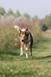 © OlgaOvcharenko - Mixed Breed Dog in Full Running Motion Through Meadow