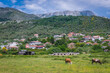 Cow on a meadow in Bar Municipality in Montenegro