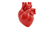 © Corman - Isolated human heart anatomical model, healthy cardiovascular organ for medical study aid