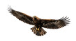 © Femke - Isolated Majestic Golden Eagle Flying with Open Wings Spreading Wide, Strong Bird of Prey