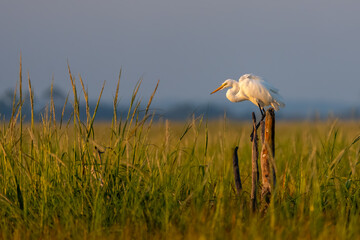 Wall Mural - A great egret perched on a stump in a yellow grass marsh