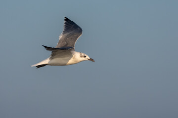 Wall Mural - A shore bird flying over a beach