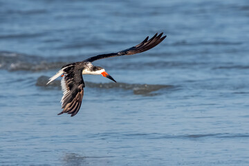 Wall Mural - A black skimmer flying over the ocean