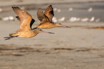 Wall Mural - Marbled godwits flying over a beach