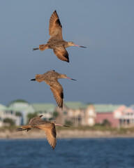 Wall Mural - Marbled godwits flying over a beach