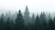 © Wool World - Misty morning view of a dense evergreen forest.