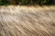© Andrey - A vast, close-up field of tall, dry, golden-brown grass