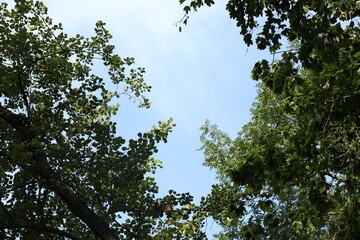 Wall Mural - Beautiful trees with green leaves growing under light blue sky, low angle view