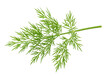 © Laura - Fresh green dill sprig isolated, aromatic herb for cooking and garnishing on transparent background PNG