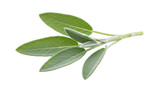 Fresh sage leaves isolated on transparent background, aromatic herb for cooking and seasoning, culinary ingredient